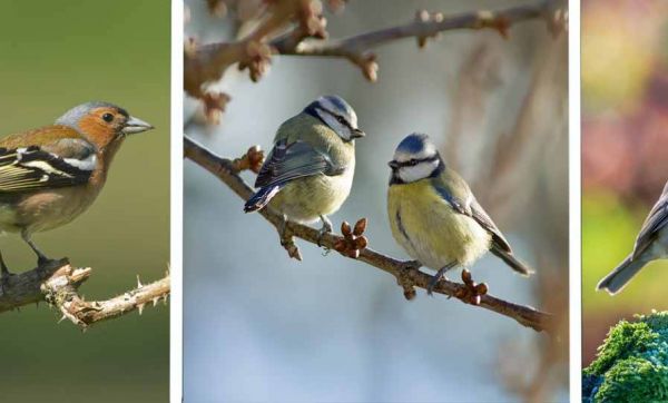 Petit guide pour reconnaitre les oiseaux de votre jardin