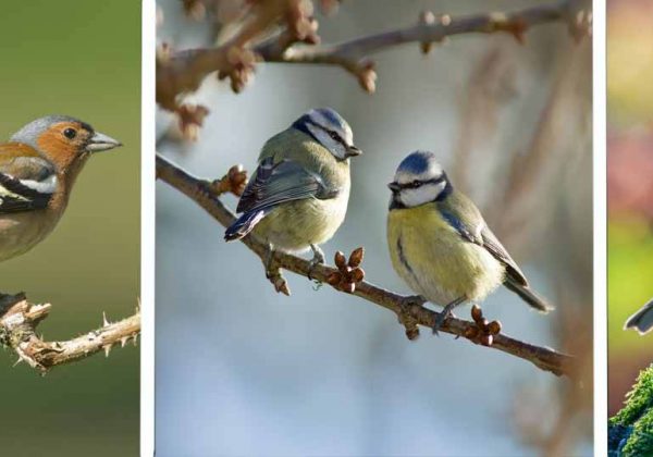 Savoir Reconnaître Les Oiseaux Quels Oiseaux Viennent Dans