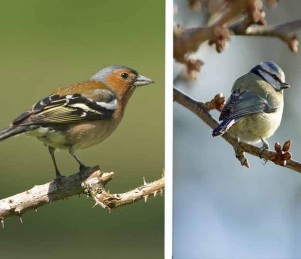 Petit guide pour reconnaitre les oiseaux de votre jardin