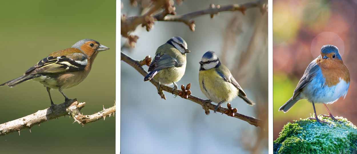 Savoir Reconnaître Les Oiseaux Quels Oiseaux Viennent Dans