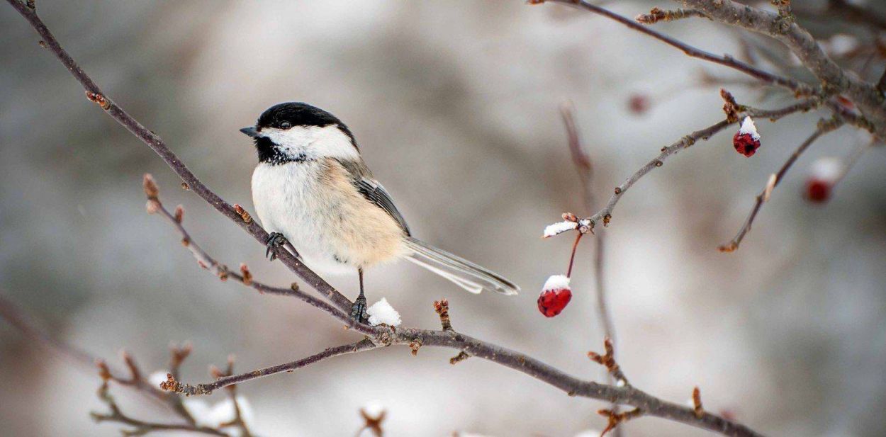 Comment prendre soin des oiseaux du jardin l'hiver ?