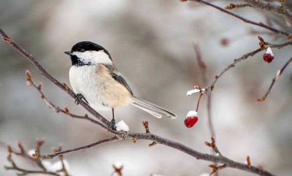 Comment prendre soin des oiseaux du jardin l'hiver ?