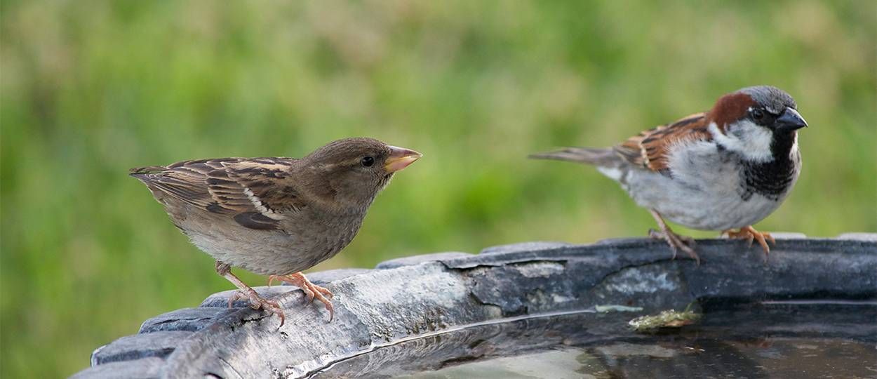 Ce week-end, comptez les oiseaux de votre jardin