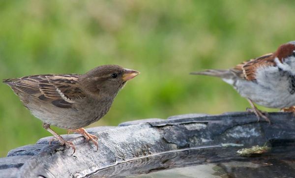 Ce week-end, comptez les oiseaux de votre jardin