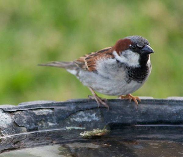 Ce week-end, comptez les oiseaux de votre jardin