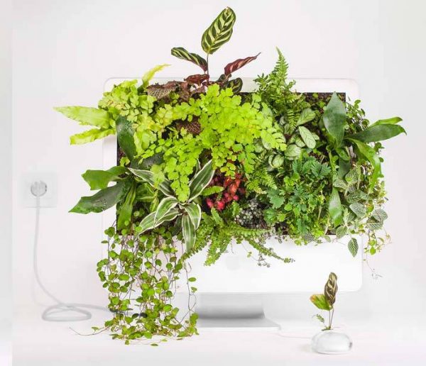 Plantes, Fleurs, Animaux