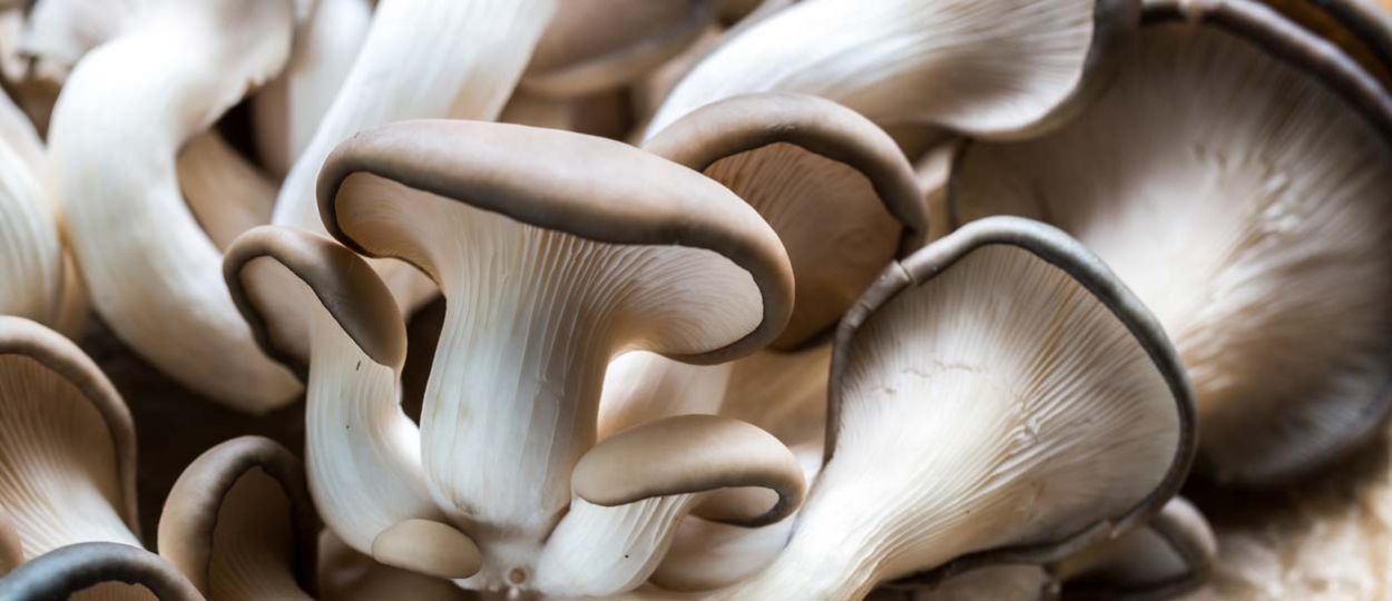 DIY - Faire pousser des pleurotes - Des champignons toute l'année