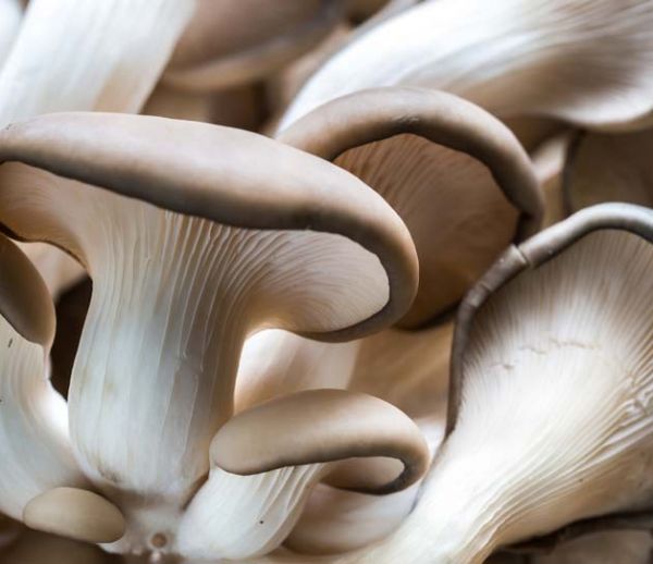 DIY Zéro déchet : faites pousser des champignons à la maison