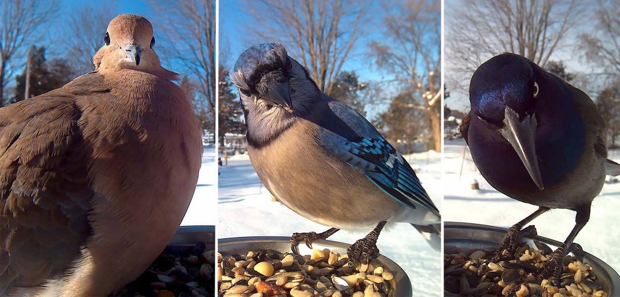 Elle installe un appareil à selfies pour oiseaux dans son jardin