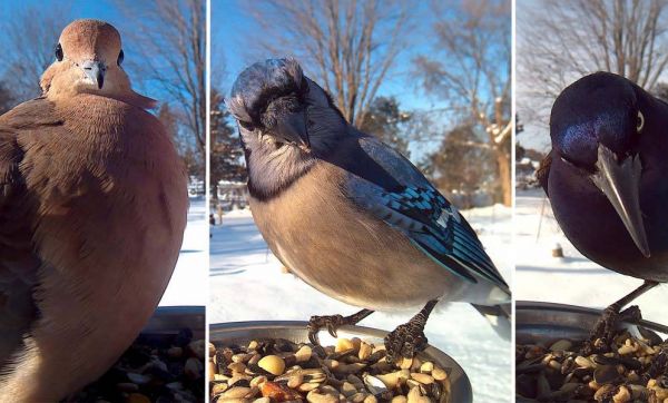 Elle installe un appareil à selfies pour oiseaux dans son jardin