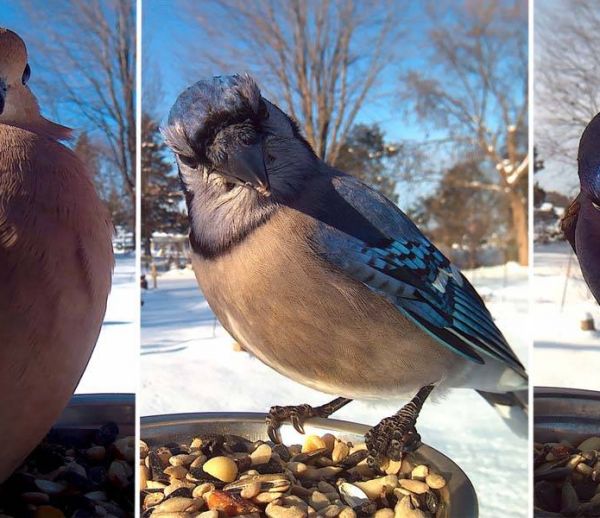 Elle installe un appareil à selfies pour oiseaux dans son jardin