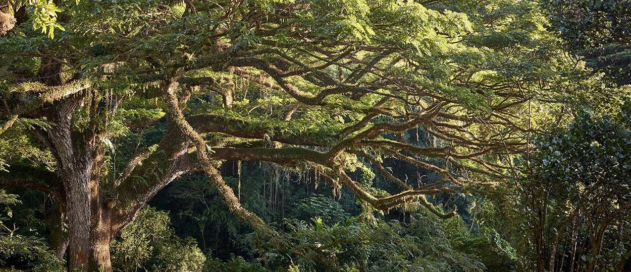 Votez pour Mister Arbre, le plus bel arbre d'Europe