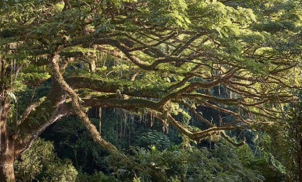 Votez pour Mister Arbre, le plus bel arbre d'Europe