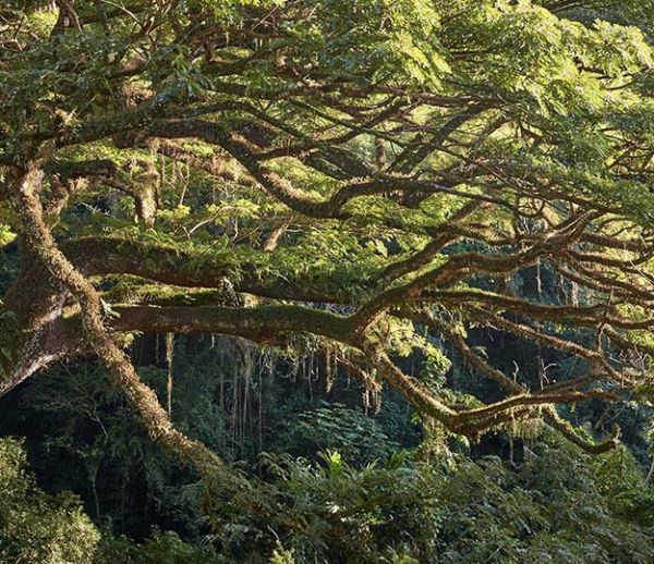 Votez pour Mister Arbre, le plus bel arbre d'Europe