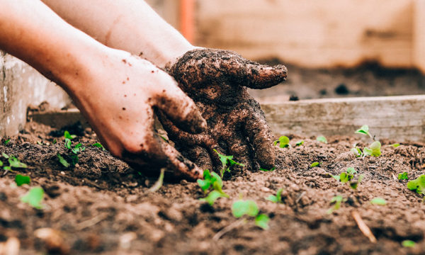 Semis, plantations, récoltes : Que faire en février au potager ?