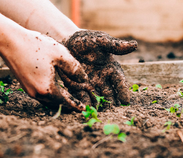 Potager et Permaculture