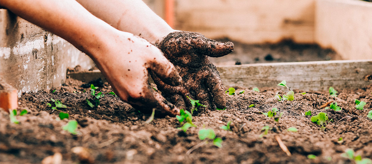 Semis, plantations, récoltes : Que faire en février au potager ?