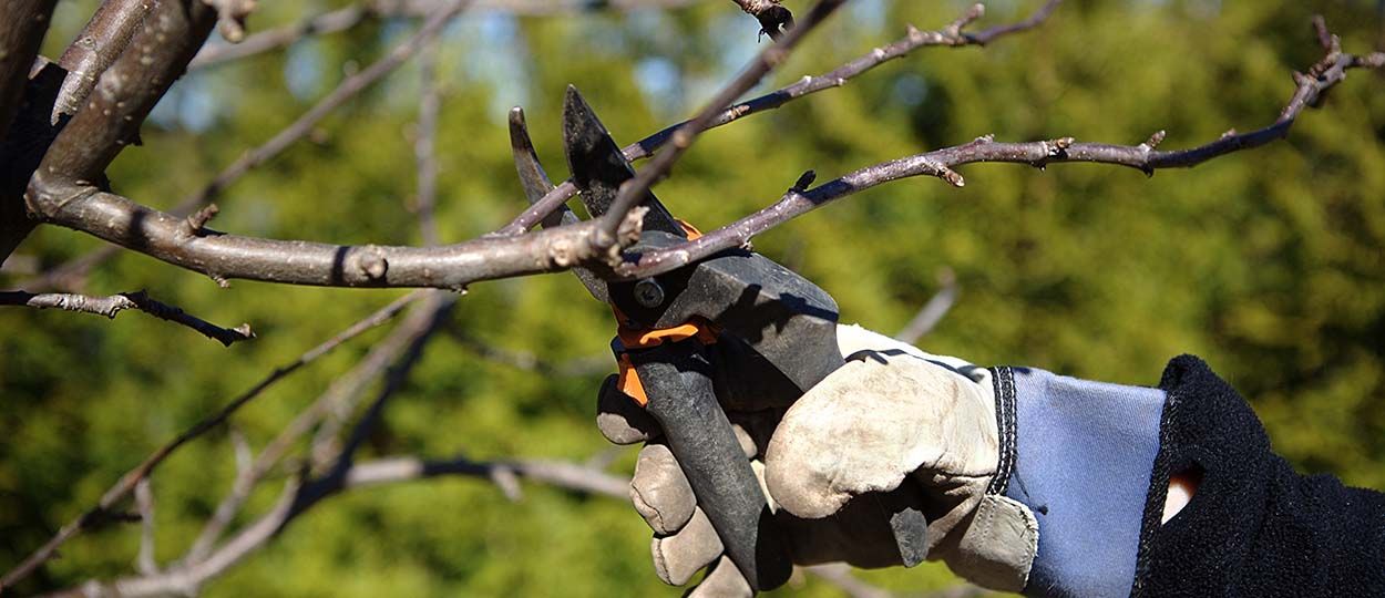 En février, on taille ses arbres fruitiers : mode d'emploi et conseils pour bien s'y prendre