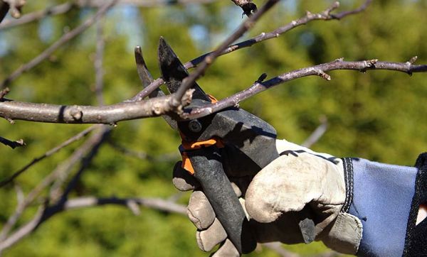 En février, on taille ses arbres fruitiers : mode d'emploi et conseils pour bien s'y prendre