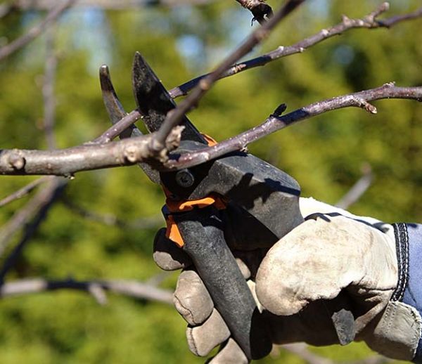 En février, on taille ses arbres fruitiers : mode d'emploi et conseils pour bien s'y prendre