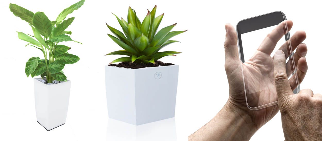 Ces plantes produisent de l'électricité et vous permettent de capter le wifi