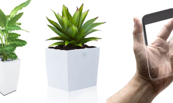 Ces plantes produisent de l'électricité et vous permettent de capter le wifi