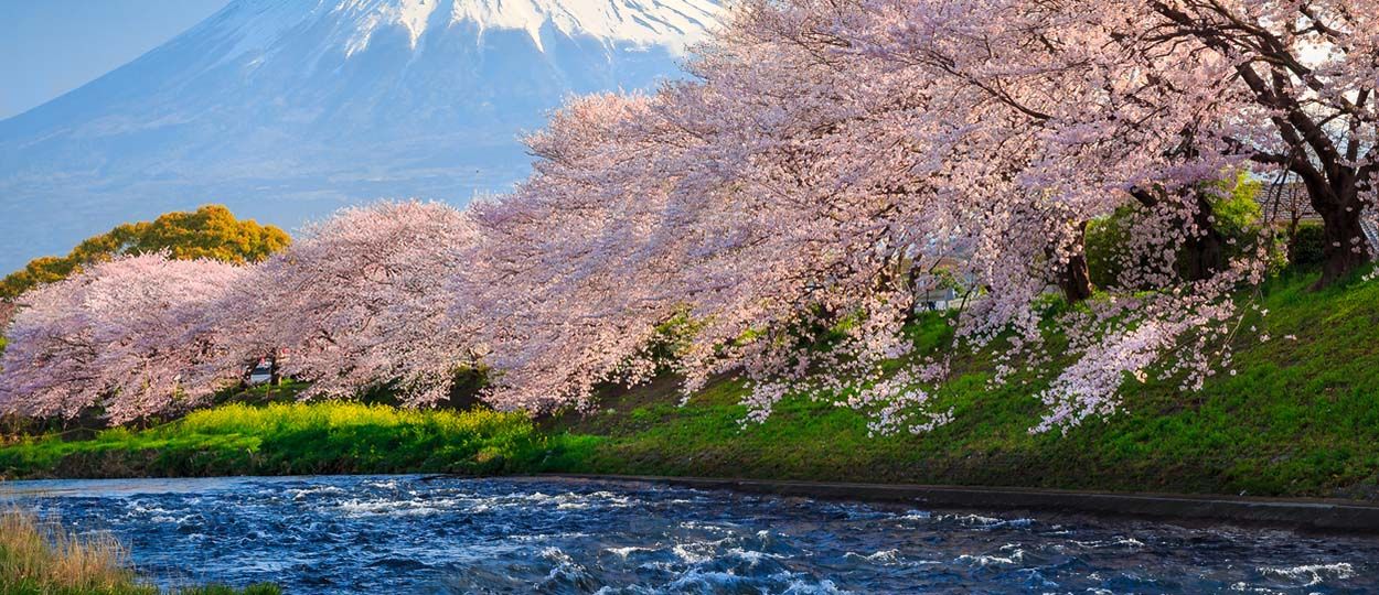 Au Japon, la poésie des cerisiers en fleurs