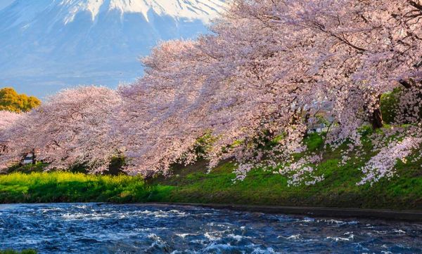 Au Japon, la poésie des cerisiers en fleurs