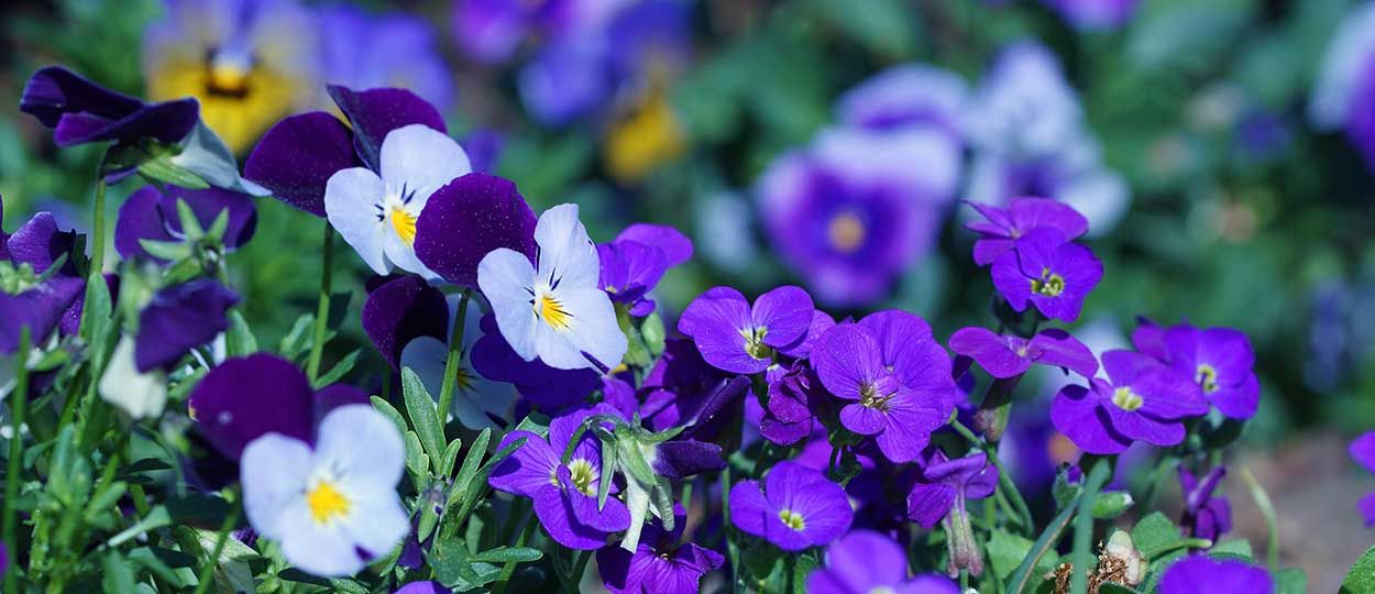 En mars, des fleurs colorées dans votre jardin