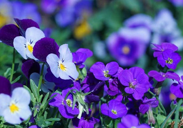 En Mars Des Fleurs Colorées Dans Votre Jardin