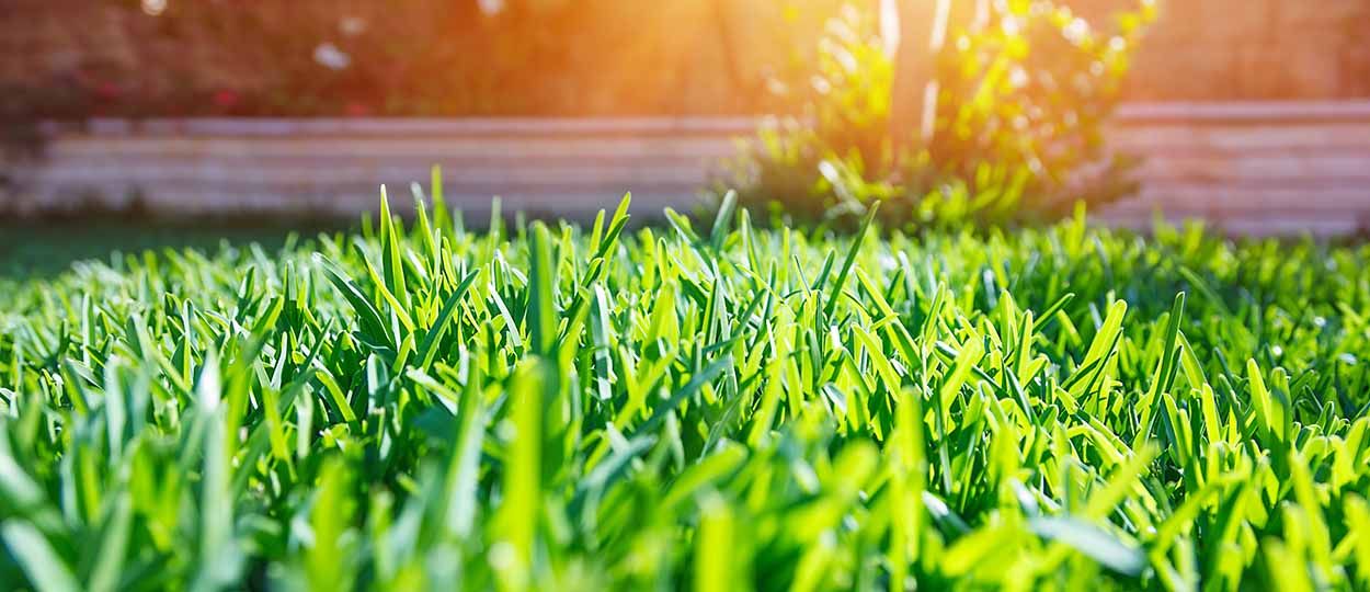 C'est le moment de ressemer votre pelouse : mode d'emploi !