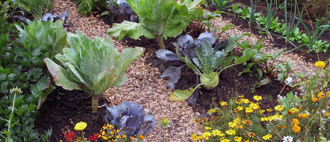 Connaissez-vous ces fleurs qui protègent votre potager des insectes nuisibles ?