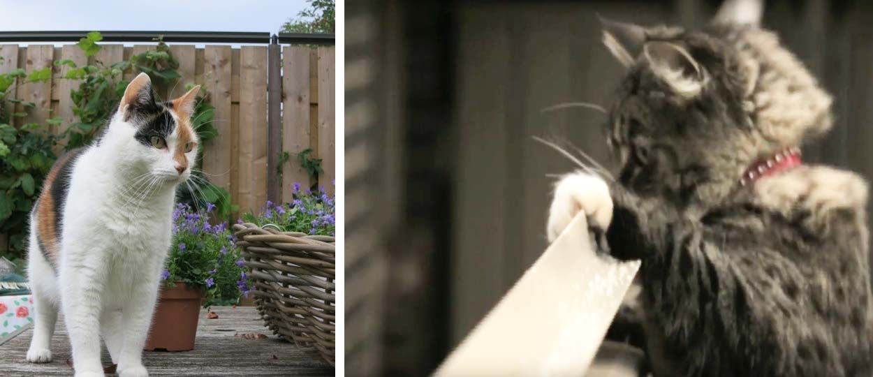 Barrière séparation chat