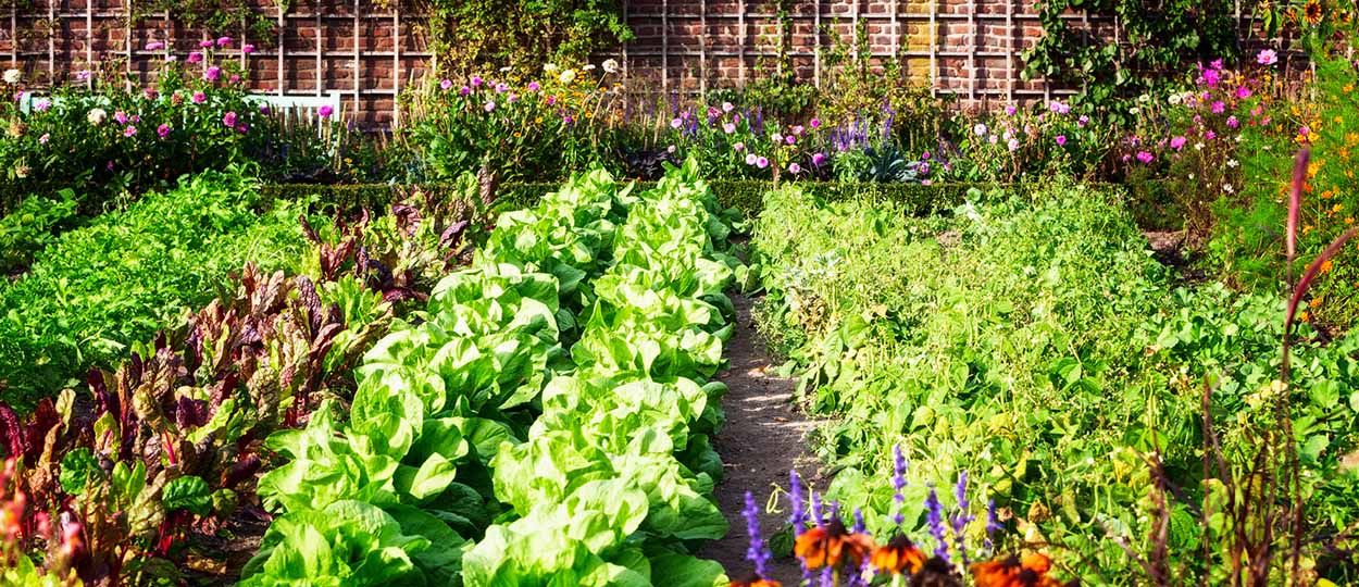 Comment créer un potager en permaculture ?