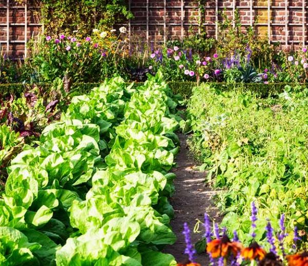 Comment créer un potager en permaculture ?