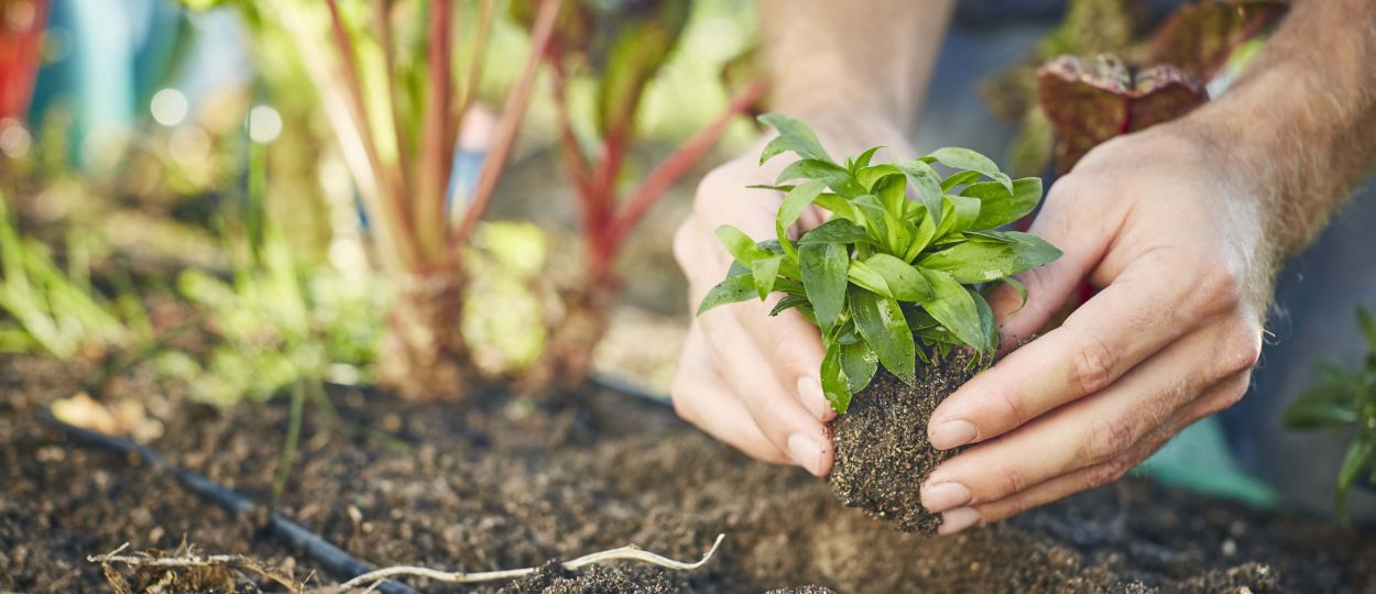 Les 11 légumes à planter dans son potager au printemps