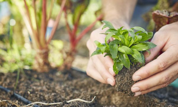Les 11 légumes à planter dans son potager au printemps