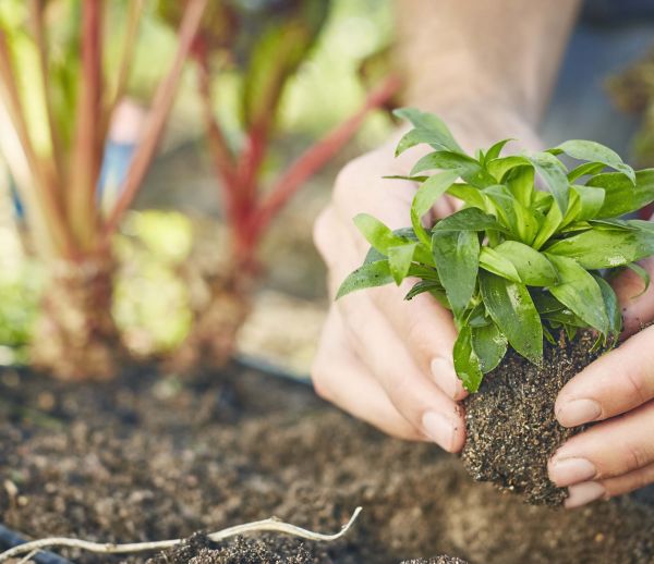 Les 11 légumes à planter dans son potager au printemps