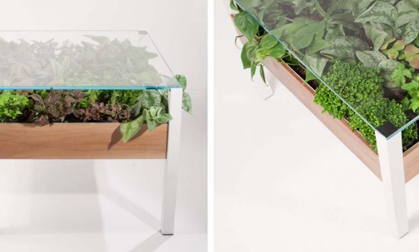 Un jardin d'intérieur dans votre table basse