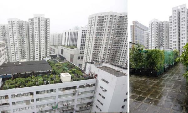 Hong Kong : Rencontre avec les jardiniers des gratte-ciel