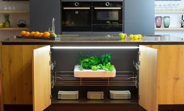 Cultiver 20 kg de salade par an dans sa cuisine, sans lever le petit doigt, ou presque