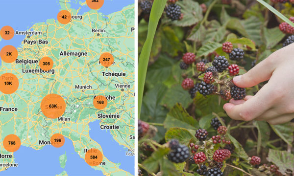 Cette carte vous indique les fruits à glaner près de chez vous, même en ville !