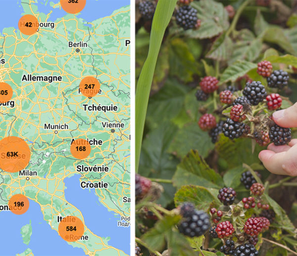 Cette carte vous indique les fruits à glaner près de chez vous, même en ville !