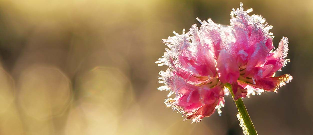 Saints de glace : conseils avisés pour les jardiniers