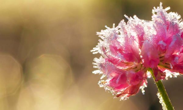 Saints de glace : conseils avisés pour les jardiniers