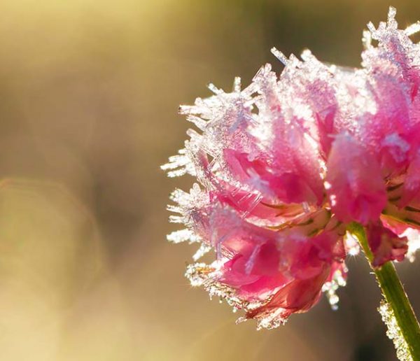 Saints de glace : conseils avisés pour les jardiniers