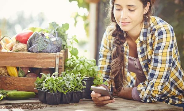 Carottes, tomates, oignons... Quels légumes font bon voisinage au potager ?