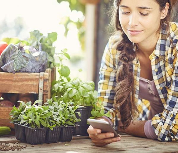 Potager et Permaculture