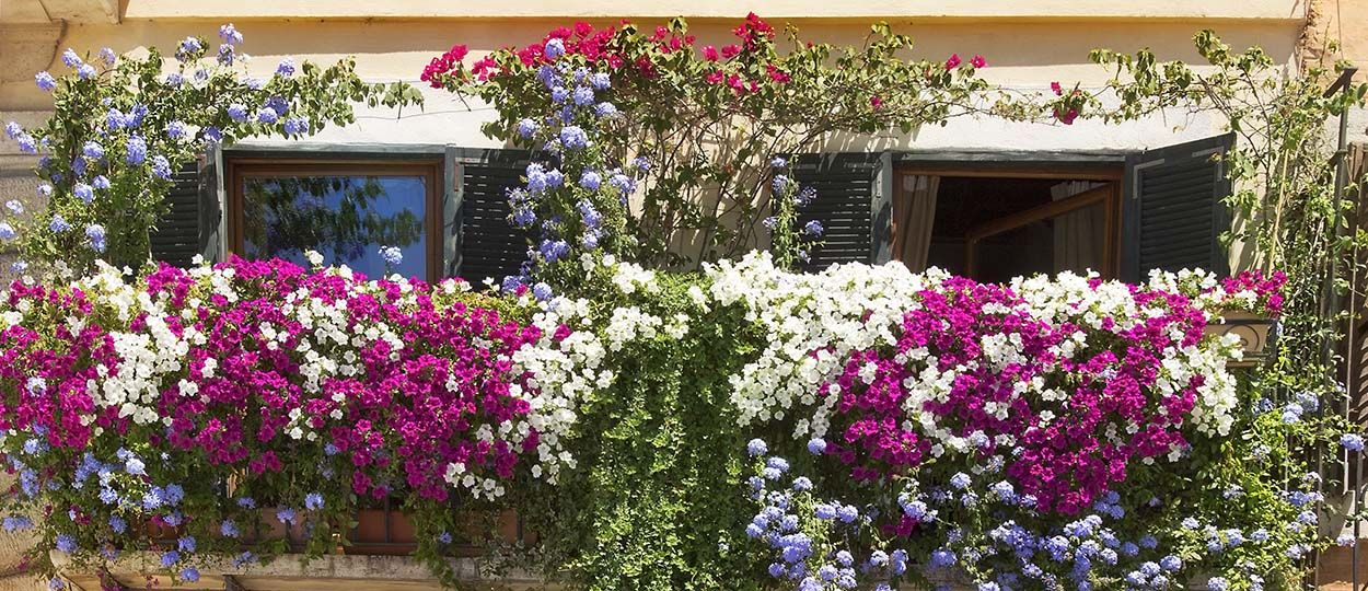 10 plantes pour mettre votre balcon à l'abri des regards