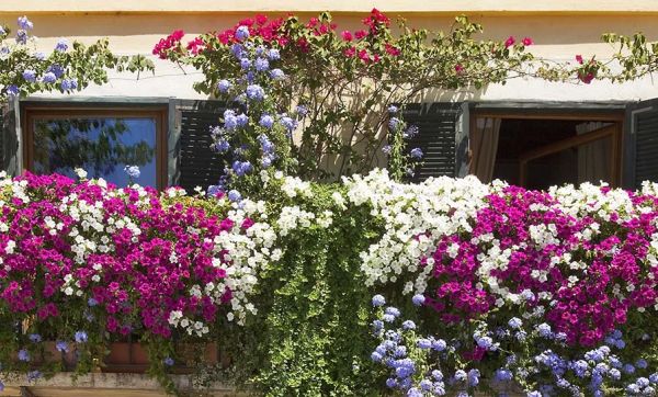 10 plantes pour mettre votre balcon à l'abri des regards